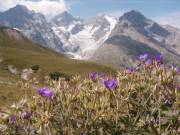 La Meije depuis le Lautaret 